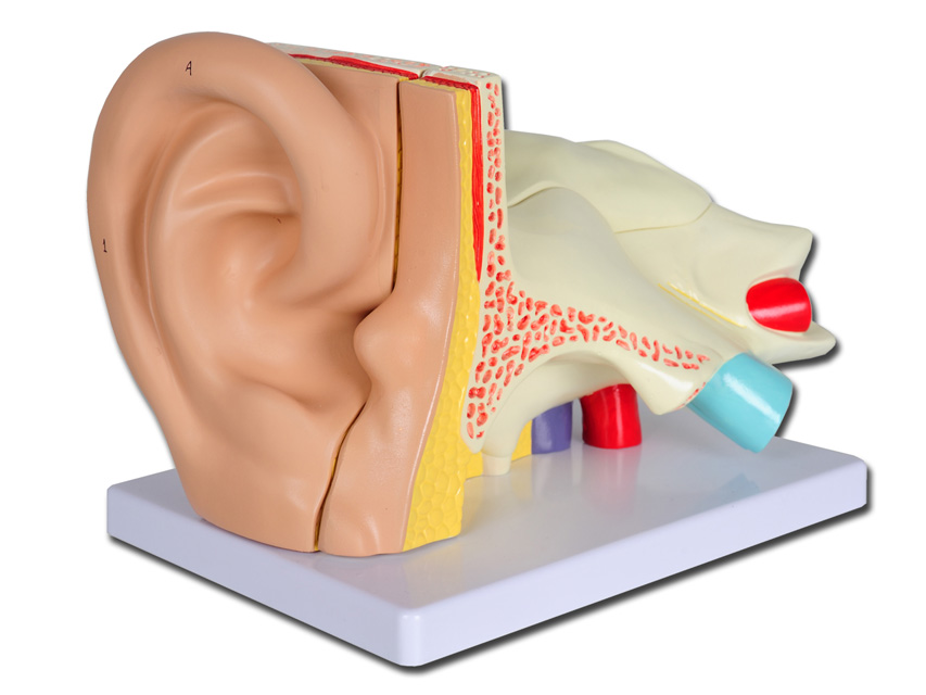 SMADZEŅU MODEĻI, Value EAR - 5 daļas - 3X