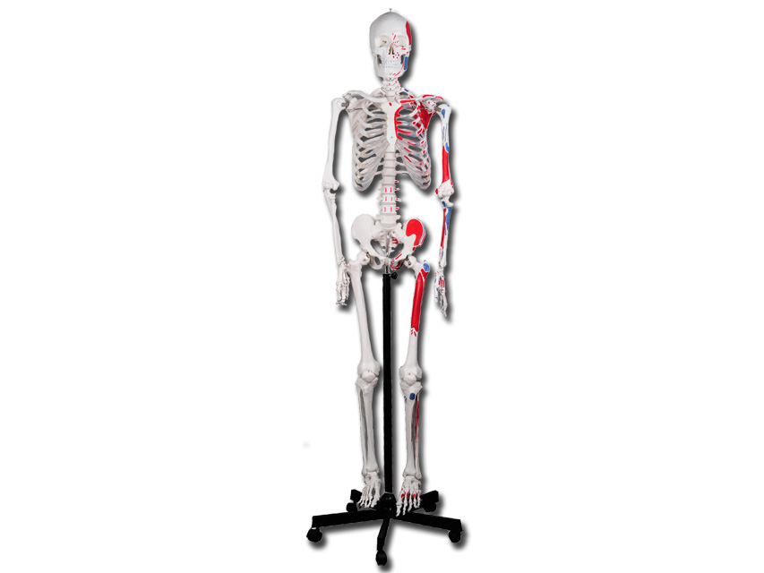 Modeļi -cilvēka anatomija, 2 VALUE HUMAN MUSCULAR SKELETON