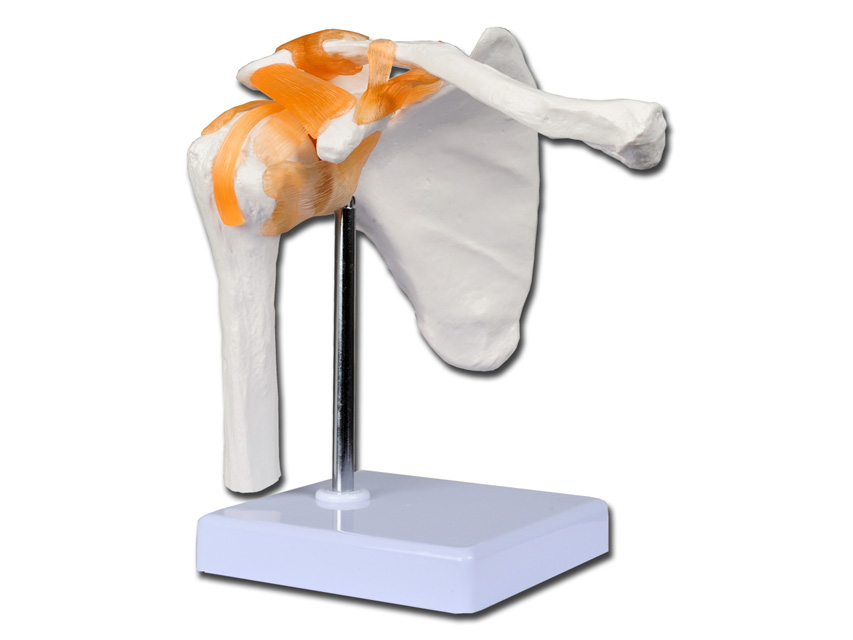 2 VALUE SHOULDER JOINT