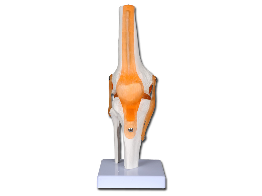 Modeļi -cilvēka anatomija, 4 VALUE KNEE JOINT