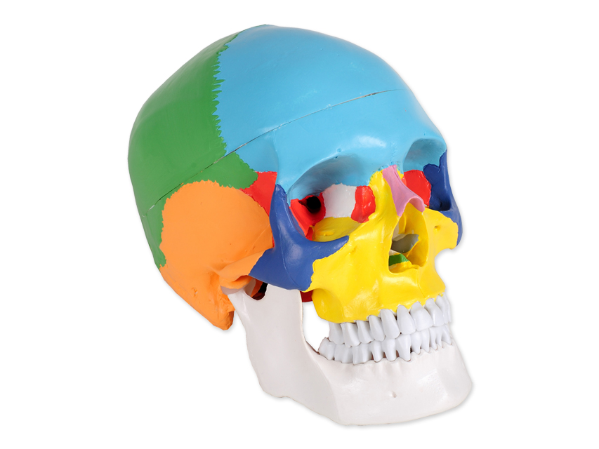 8 VALUE HUMAN SKULL - 1X - 3 parts - coloured