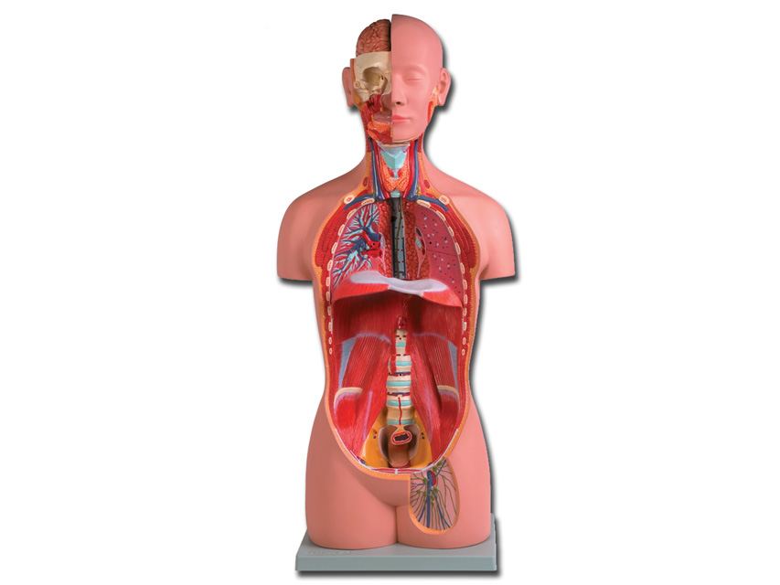 Modeļi -cilvēka anatomija, 6 TORSO UNI SEX - 16 parts