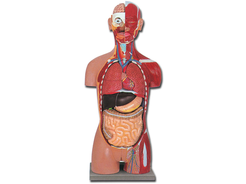 Modeļi -cilvēka anatomija, 9 MUSCULAR TORSO DUAL SEX OPENBACK - 28 parts