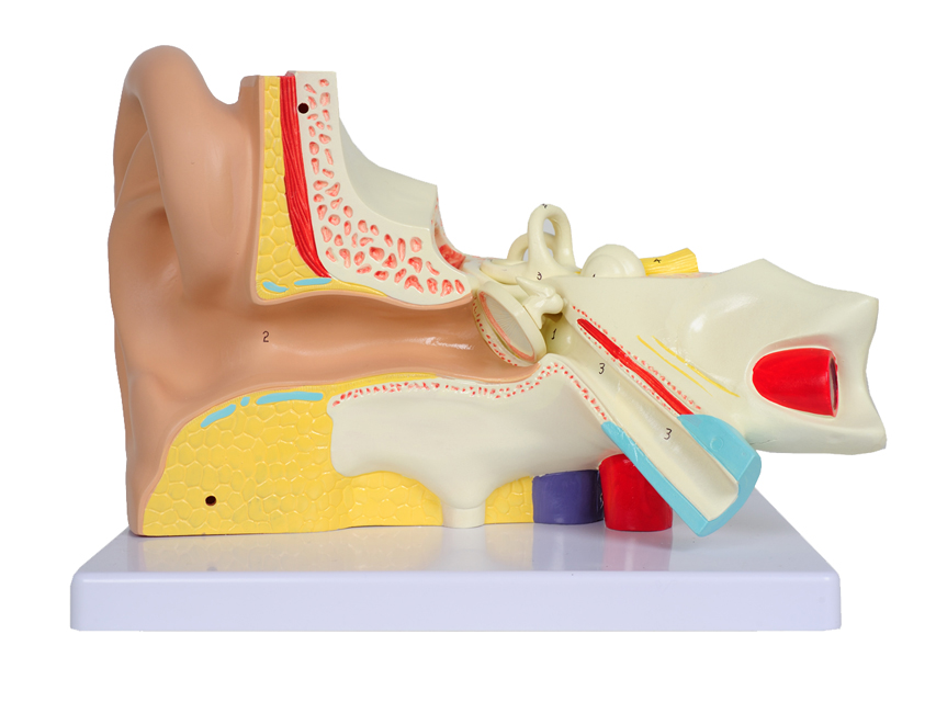 Modeļi -cilvēka anatomija, Value EAR - 3 parts - 3X