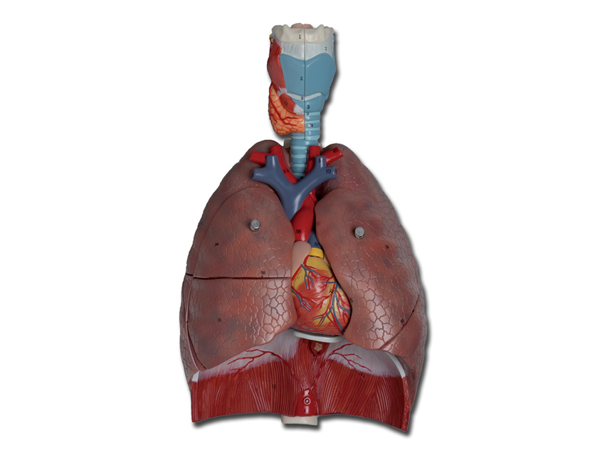 Modeļi -cilvēka anatomija, 6 RESPIRATORY SYSTEM - 7 parts