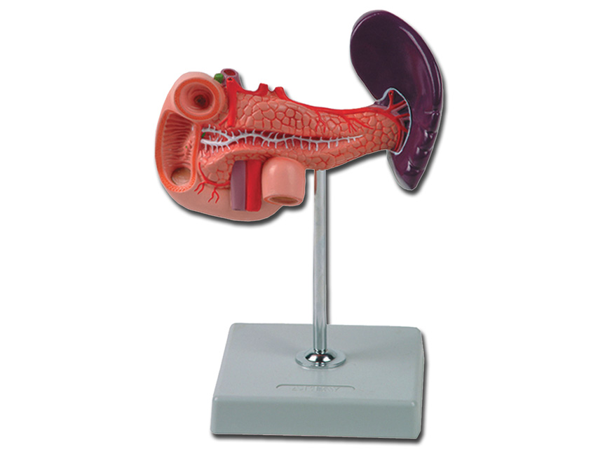 8 PANCREAS. DUODENUM AND SPLEEN