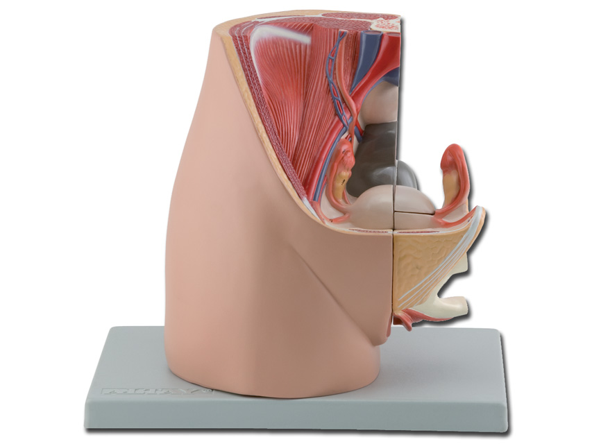 2 PELVIS - female - 3 parts