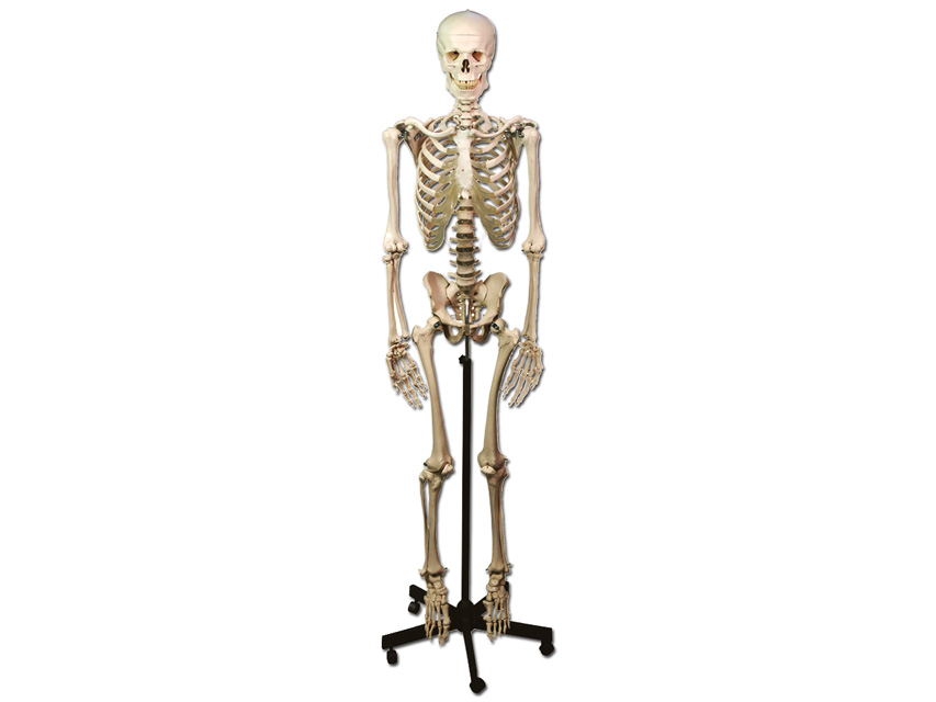 Modeļi -cilvēka anatomija, 7 HUMAN SKELETON