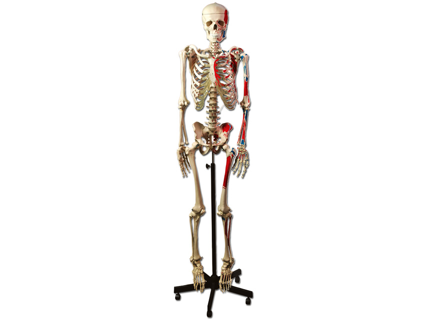 9 HUMAN MUSCULAR SKELETON