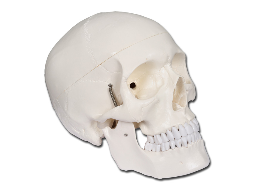 4 CILVĒKA GALVASKAUSS - 1X, value human skull - 1x 1