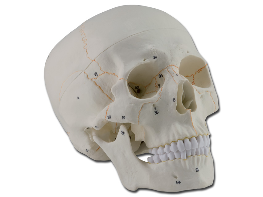 7 CILVĒKA GALVASKAUSS - 1X - 3 daļas, human skull - 1x - 3 parts - numerated1