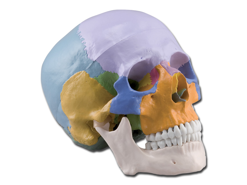 7 CILVĒKA GALVASKAUSS - 1X - 3 daļas, human skull - 1x - 3 parts - coloured1