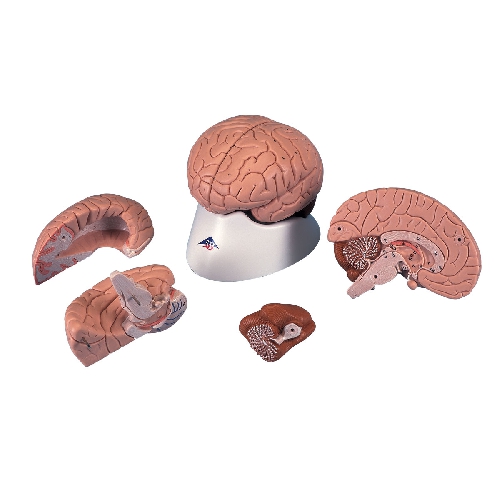 010Brain Model, 4 part