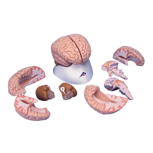 012Brain Model, 8 part