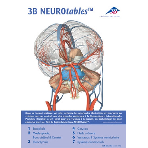 SMADZEŅU MODEĻI, 3B NEUROtables™ angļu valodā