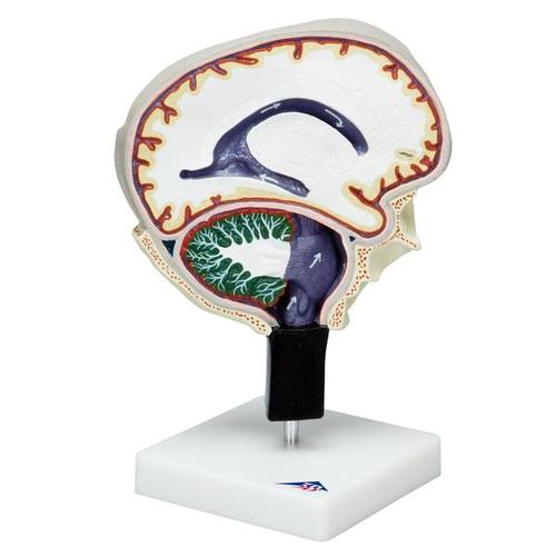 015Cerebrospinal Fluid Circulation