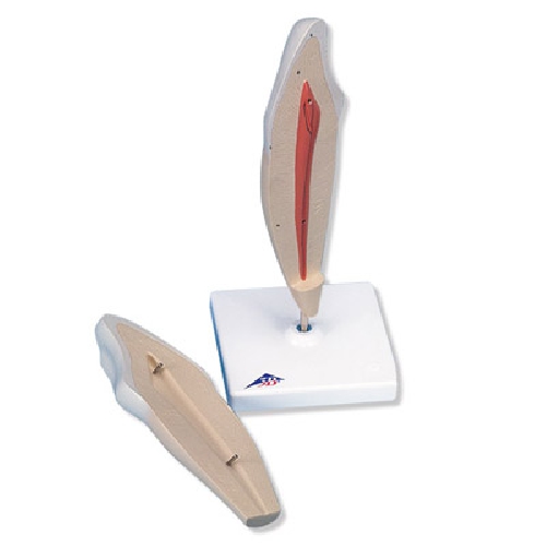 Dental model, Lower Canine, 2 part