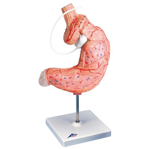 DIGESTIVE SYSTEM MODELS, Gastric Band Model