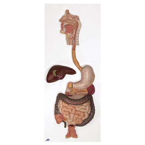 DIGESTIVE SYSTEM MODELS, Digestive System, 2 part