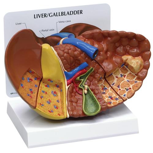 DIGESTIVE SYSTEM MODELS, Pancreas Model