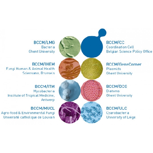 Microbiologics references kultūras, BCCM kultūras