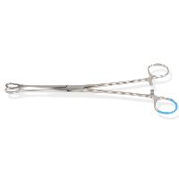 Foerster polipu spailes - 25 cm