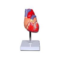 5 VALUE HEART - 2 parts - 1X