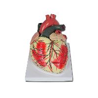 6 VALUE HEART - 3 parts - 3X