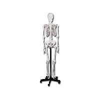 0 VALUE HUMAN SKELETON
