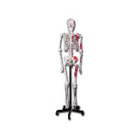 2 VALUE HUMAN MUSCULAR SKELETON