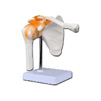 2 VALUE SHOULDER JOINT