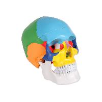 8 VALUE HUMAN SKULL - 1X - 3 parts - coloured