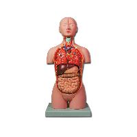 4 MINI TORSO - 16 parts