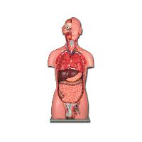 7 TORSO DUAL SEX - 25 parts