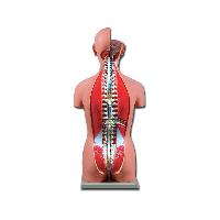 8 TORSO DUAL SEX OPENBACK - 27 parts