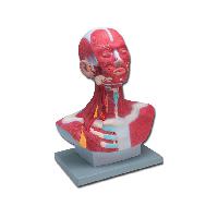 1 HEAD/NECK MUSCULATURE - 1X