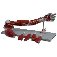 3 MUSCLES OF THE ARM - 7 parts