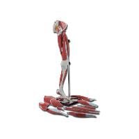 4 MUSCLES OF THE LEG - 13 parts