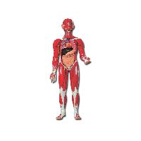 5 MUSCULAR HUMAN BODY - 30 parts - 0.5X