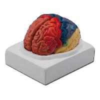 Regional BRAIN - 1X