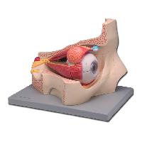 Eye - 4 parts - 5X