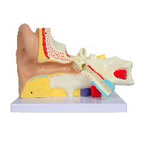 Value EAR - 3 parts - 3X