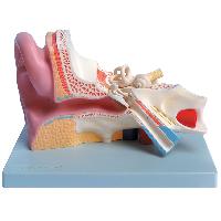 Ear - 5 parts - 3X