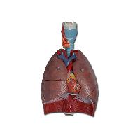 6 RESPIRATORY SYSTEM - 7 parts