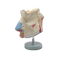 Nasal CAVITY - 3X