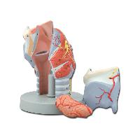Larynx MODEL - 5 parts - 2X