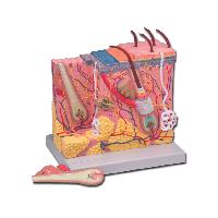 9 SKIN MODEL - 70X