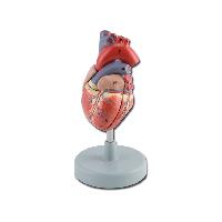 3 HEART - 2 parts - 1X
