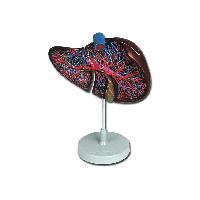 7 LIVER MODEL