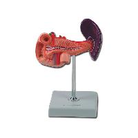 8 PANCREAS. DUODENUM AND SPLEEN